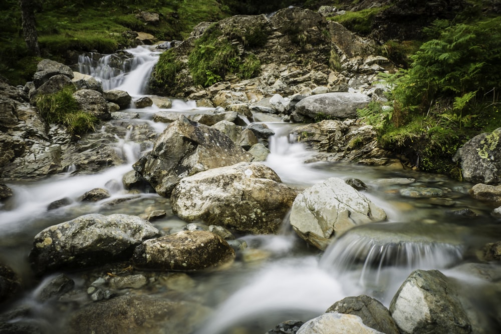 a stream of water running through a lush green forest