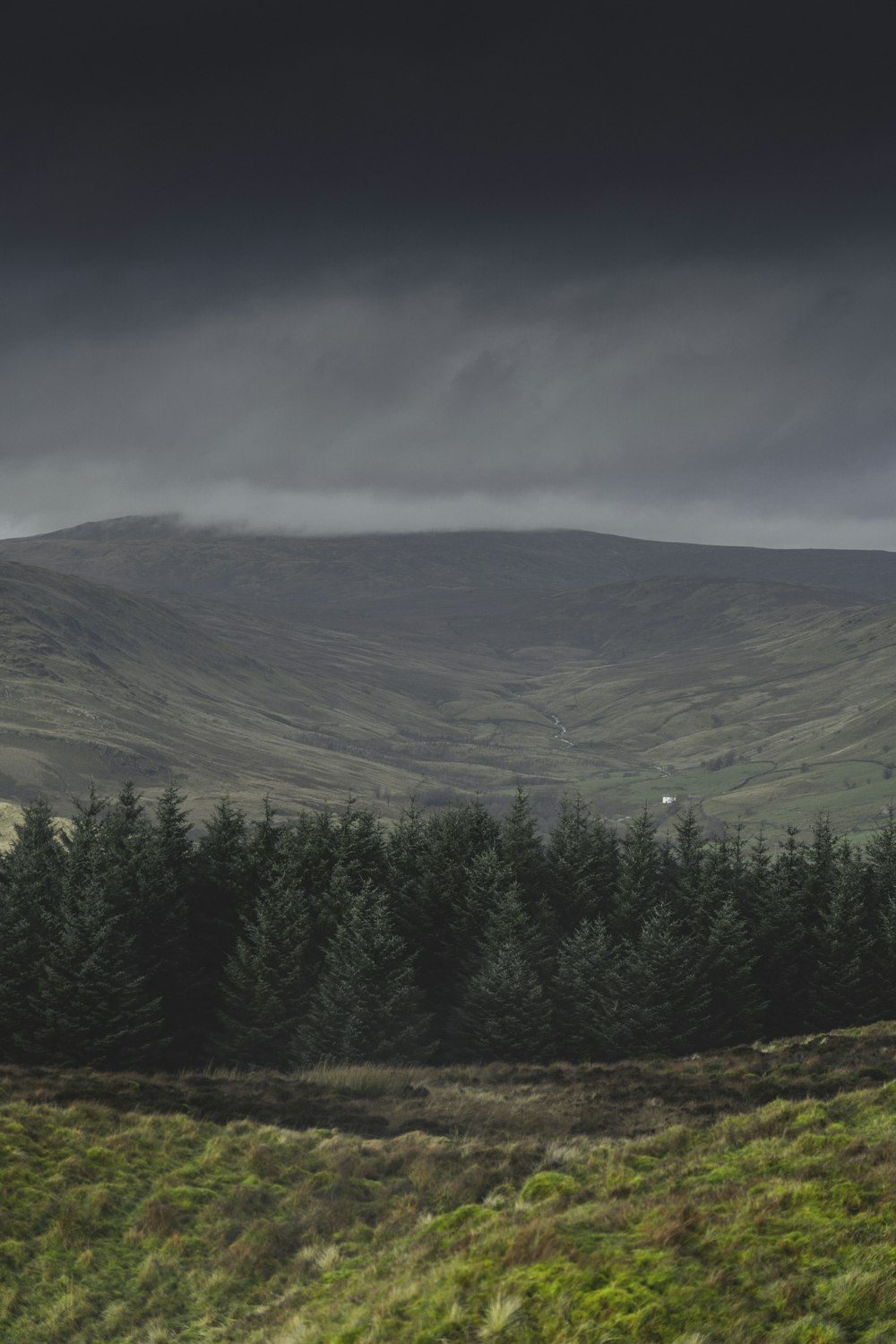 a field with trees and a mountain in the background