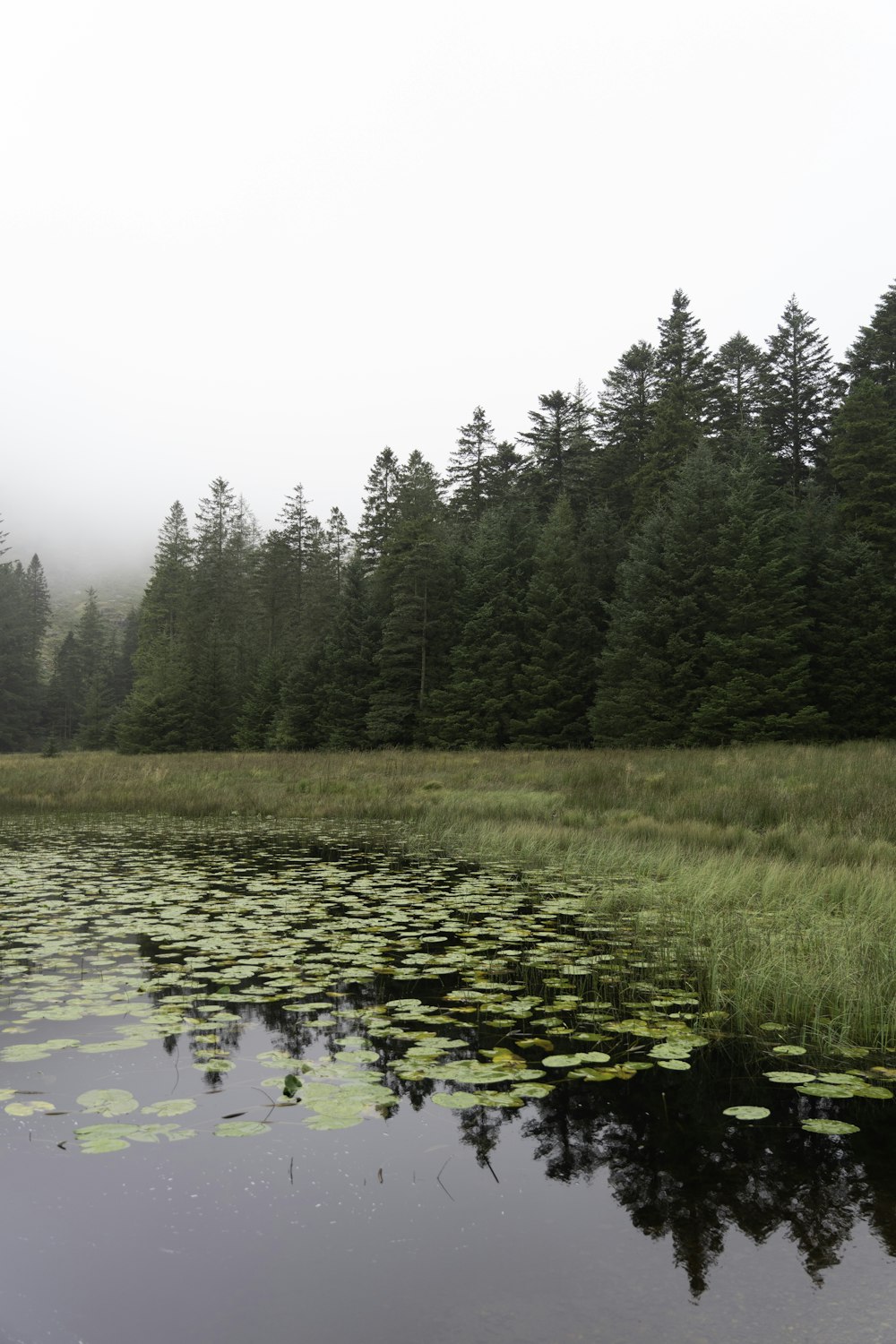 a pond with lily pads and trees in the background