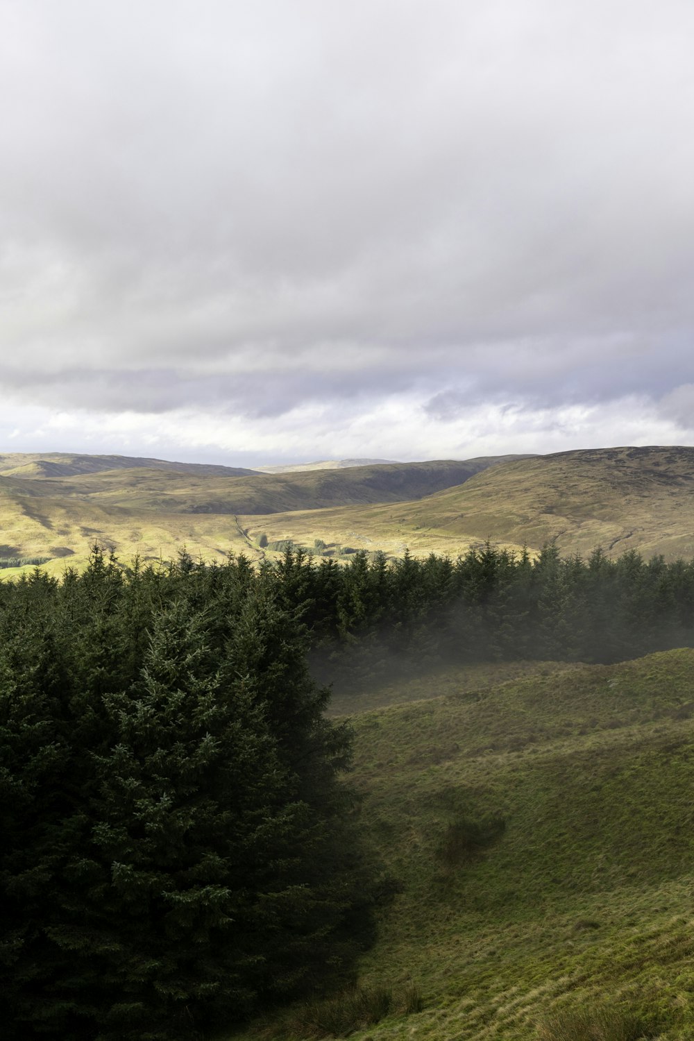 a herd of sheep grazing on a lush green hillside