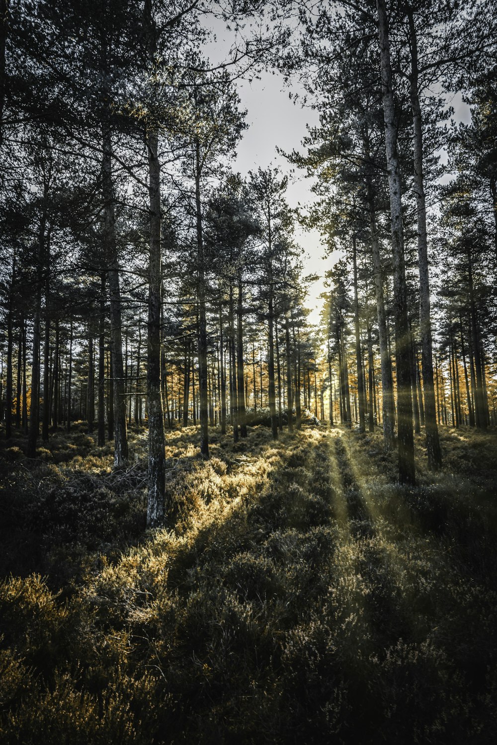 the sun is shining through the trees in the forest