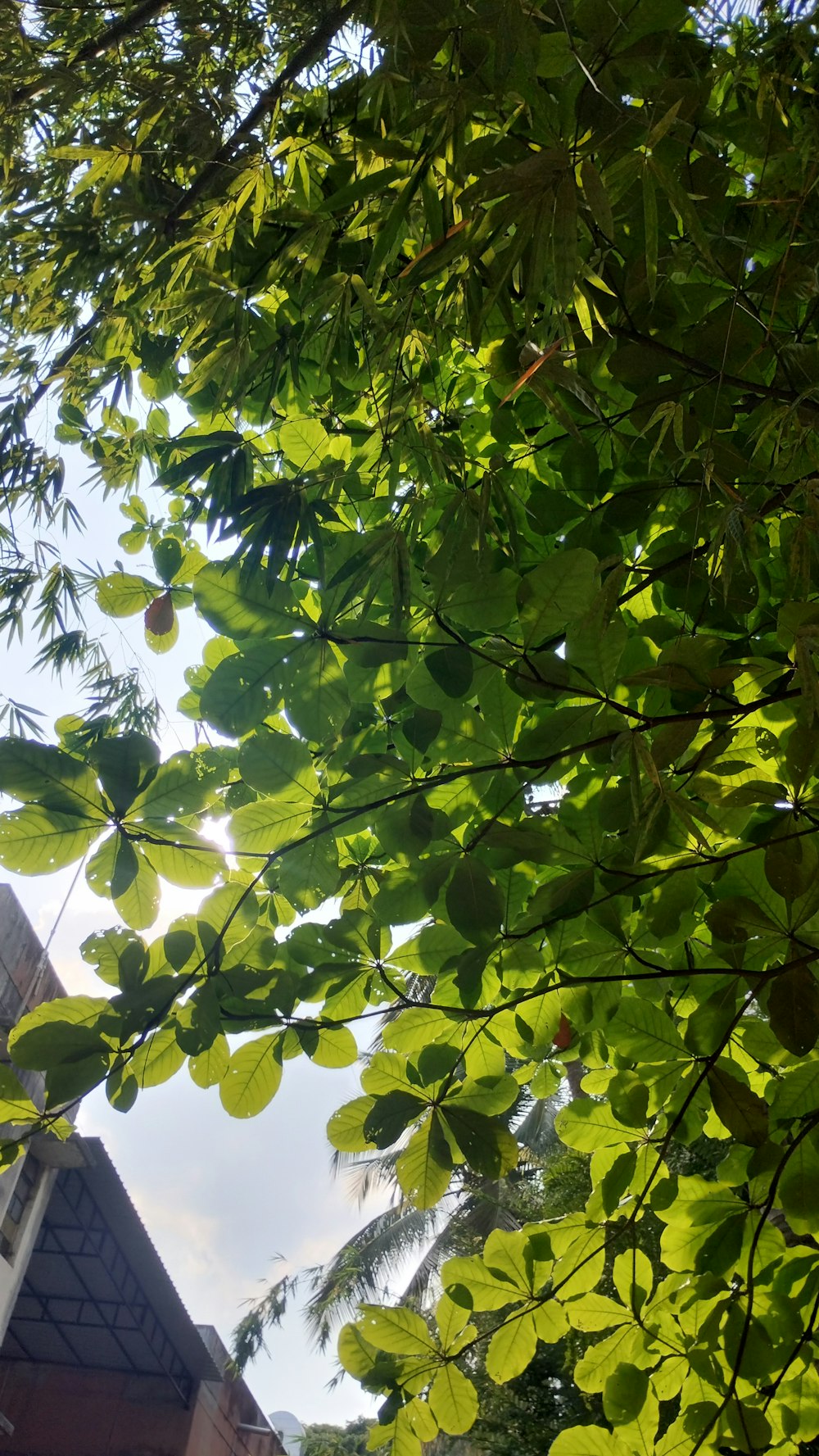 a building is seen through the leaves of a tree