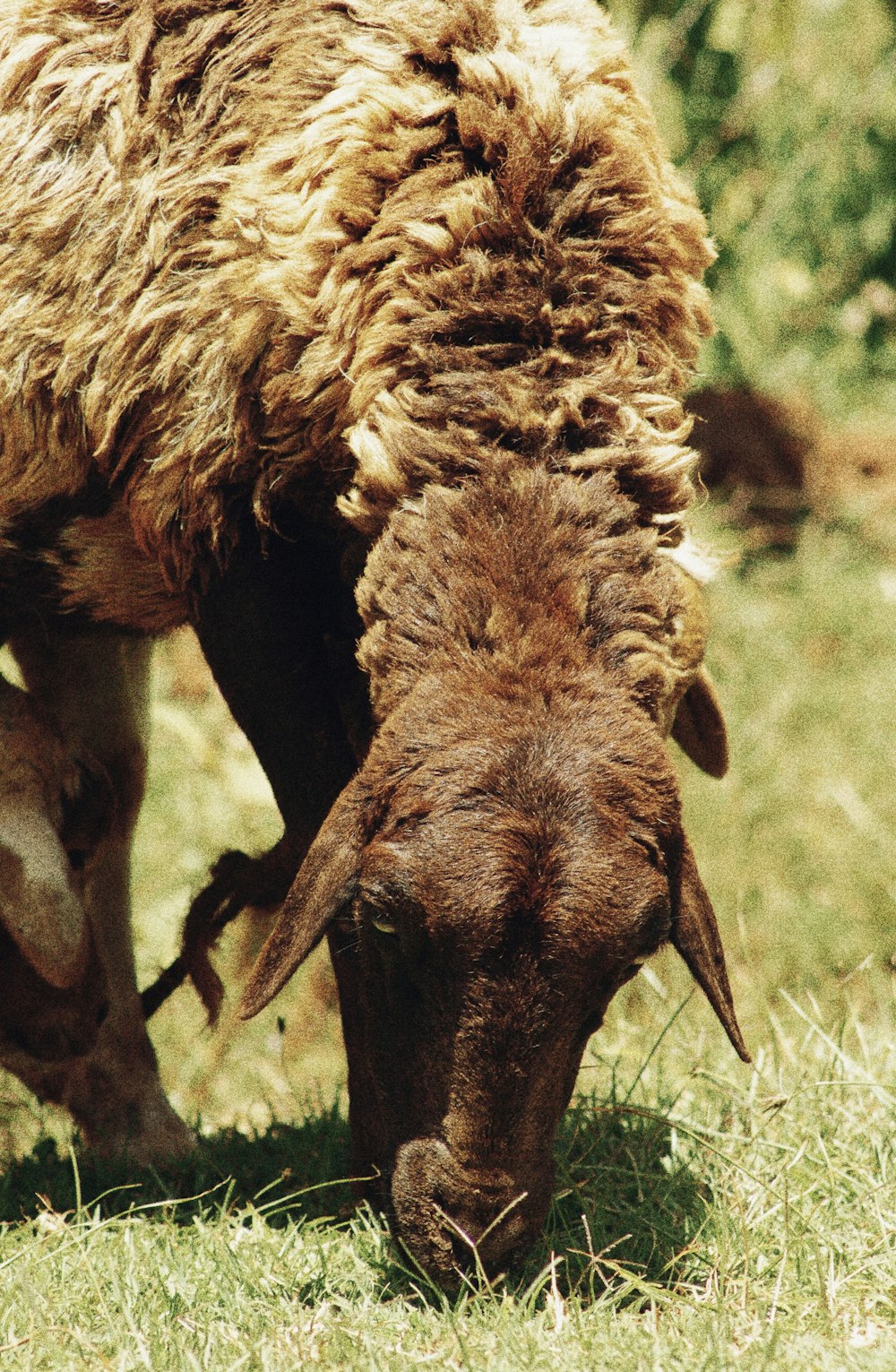 una pecora che pascola sull'erba in un campo