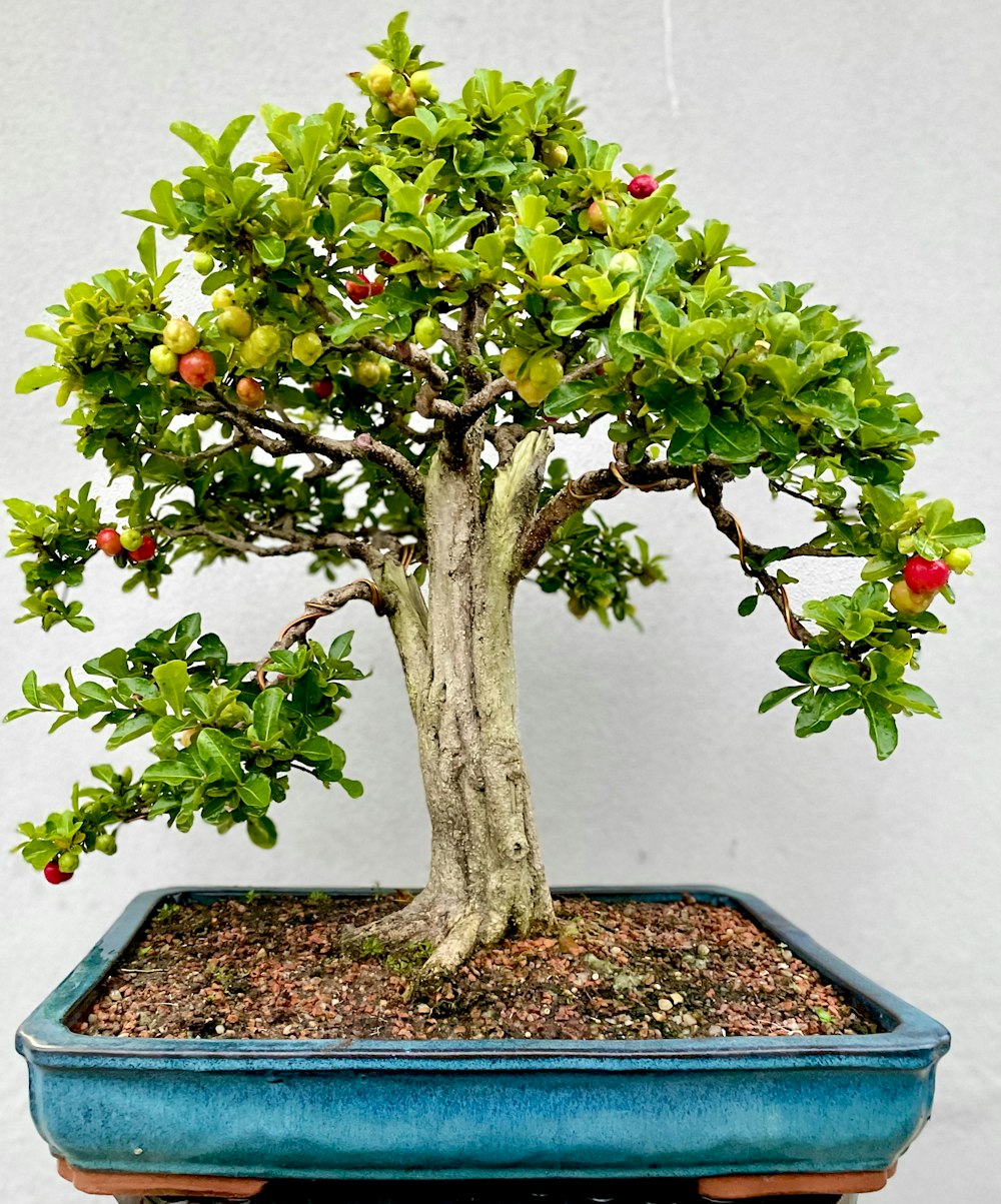 a bonsai tree in a blue pot