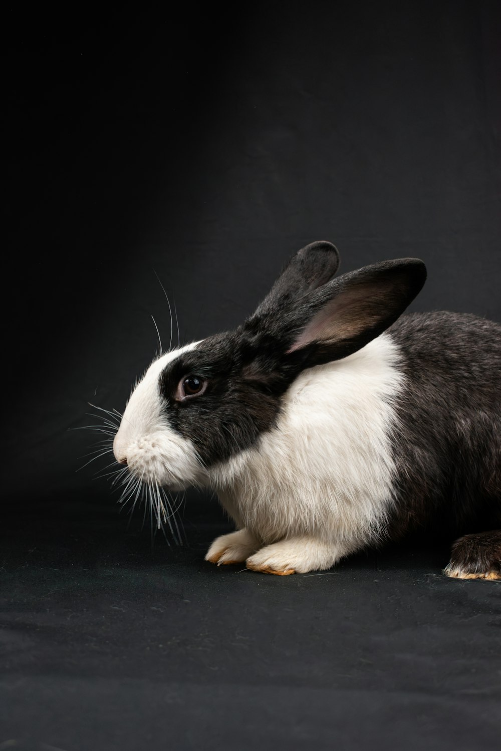 ein schwarz-weißes Kaninchen, das auf schwarzem Hintergrund sitzt