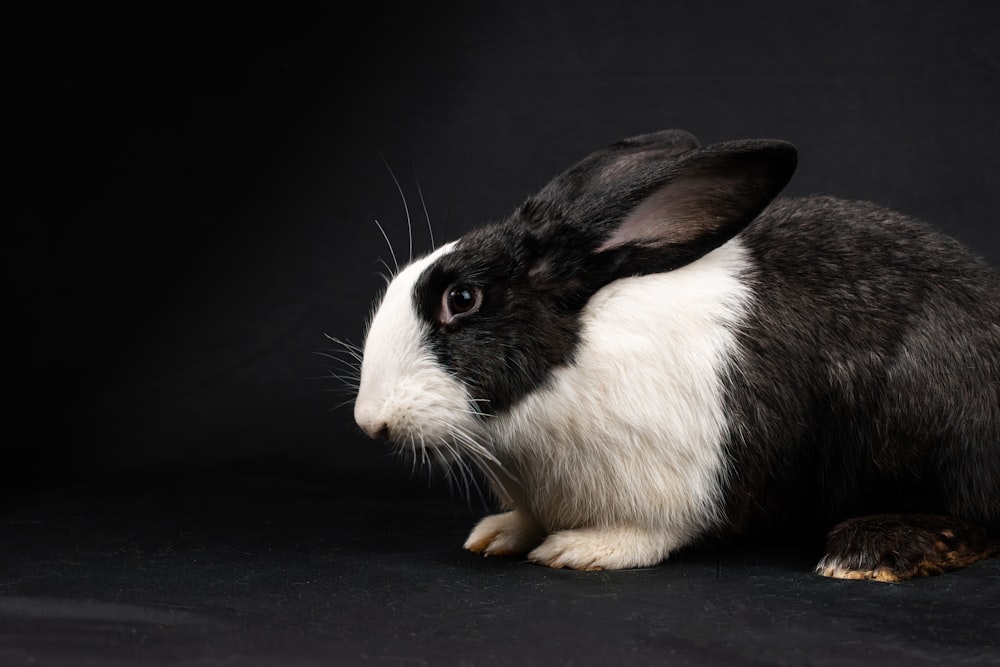 ein schwarz-weißes Kaninchen, das auf schwarzem Hintergrund sitzt