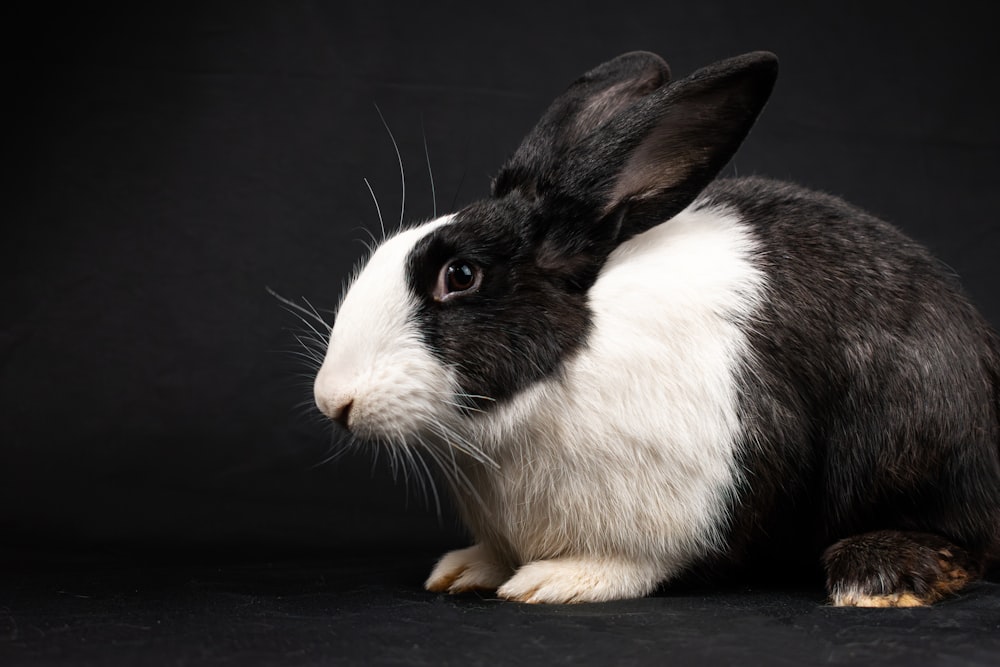 a black and white rabbit sitting on a black background