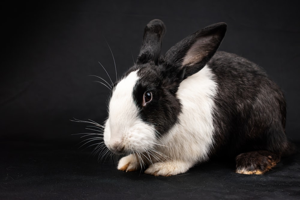 a black and white rabbit sitting on a black background