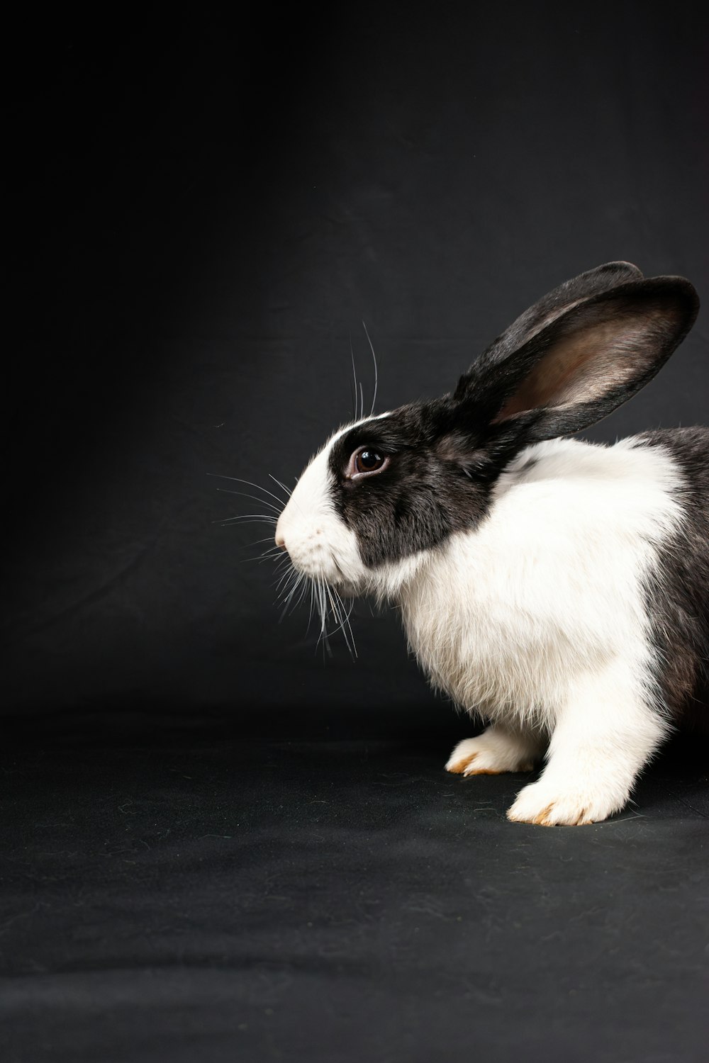 a black and white rabbit sitting on a black background