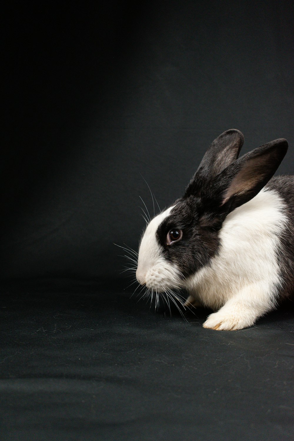 a black and white rabbit sitting on a black background