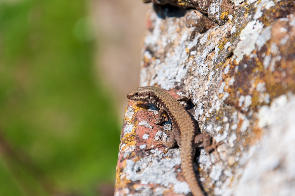 un lagarto que está sentado en una roca