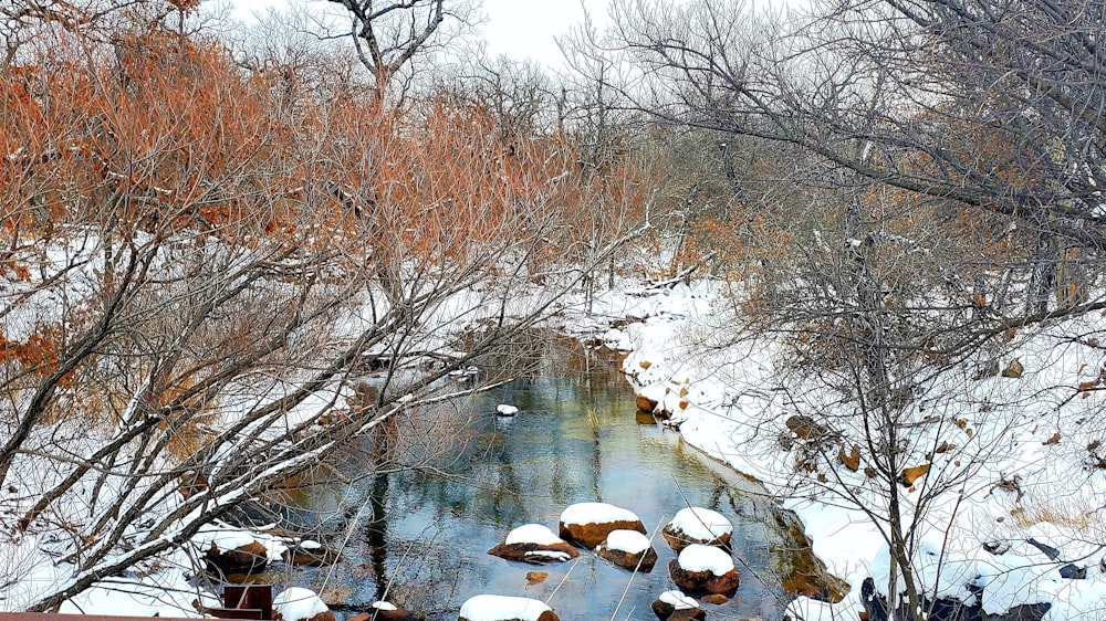 a river surrounded by trees covered in snow