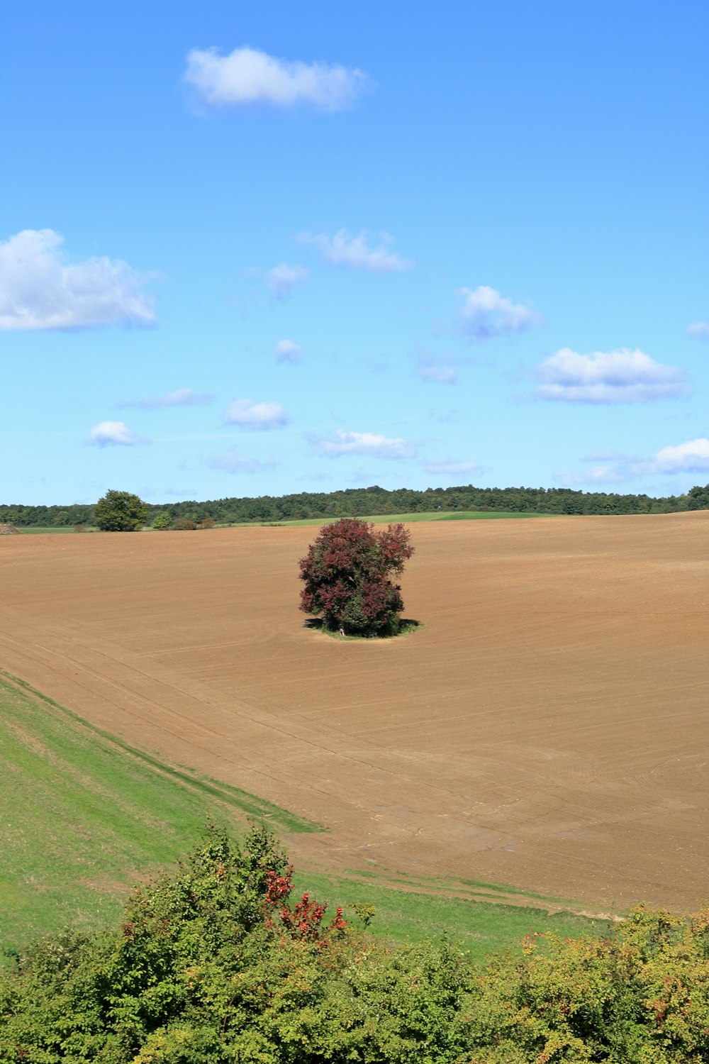 a lone tree in the middle of a field