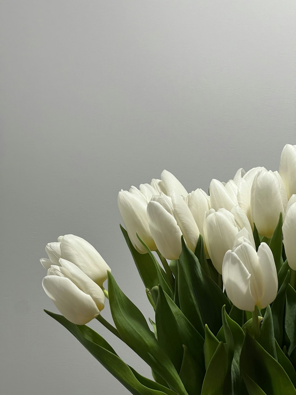 a bouquet of white tulips in a vase