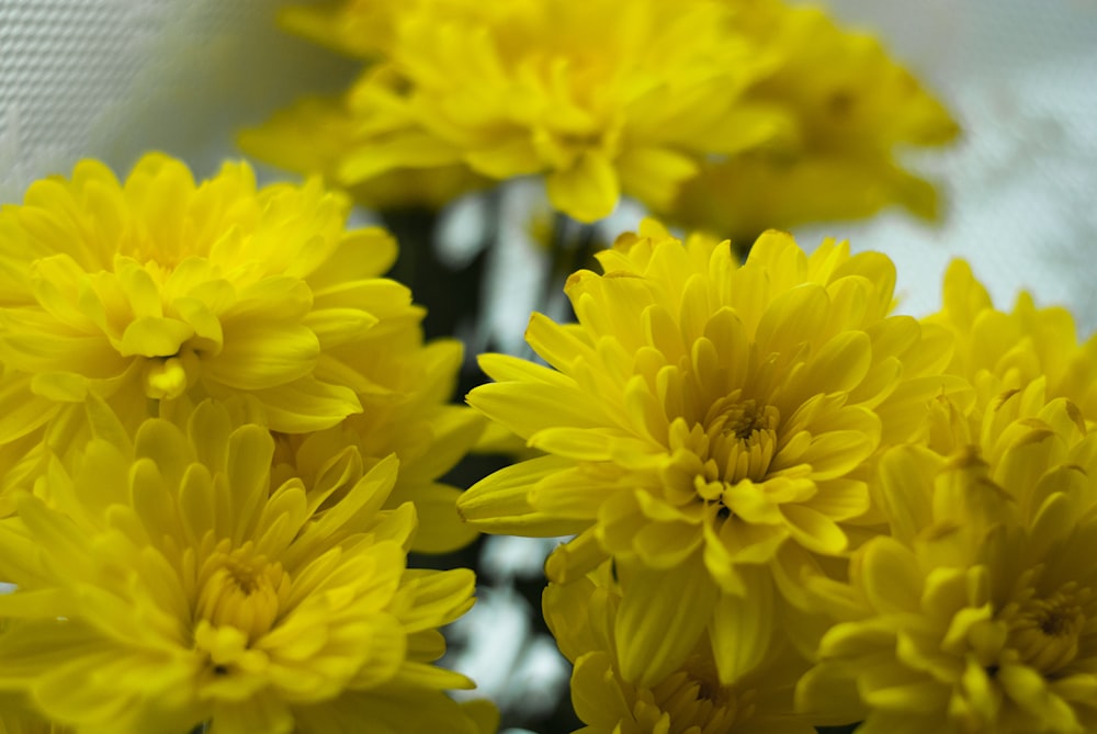 꽃병에 노란 꽃 한 다발