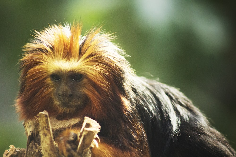 a close up of a monkey on a tree branch