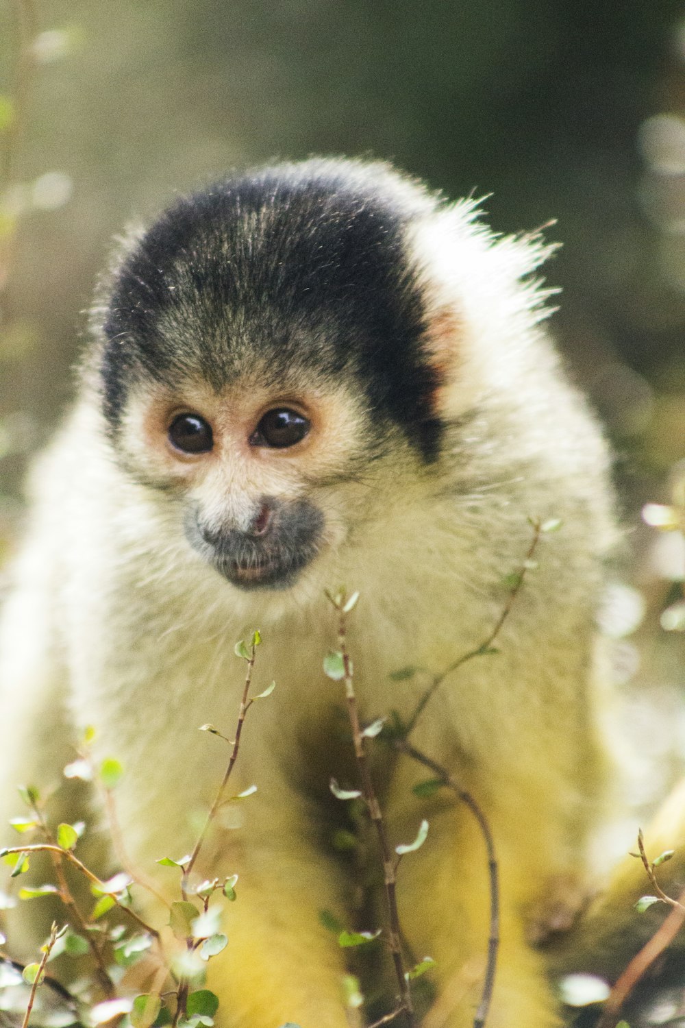 a small monkey sitting on top of a tree branch