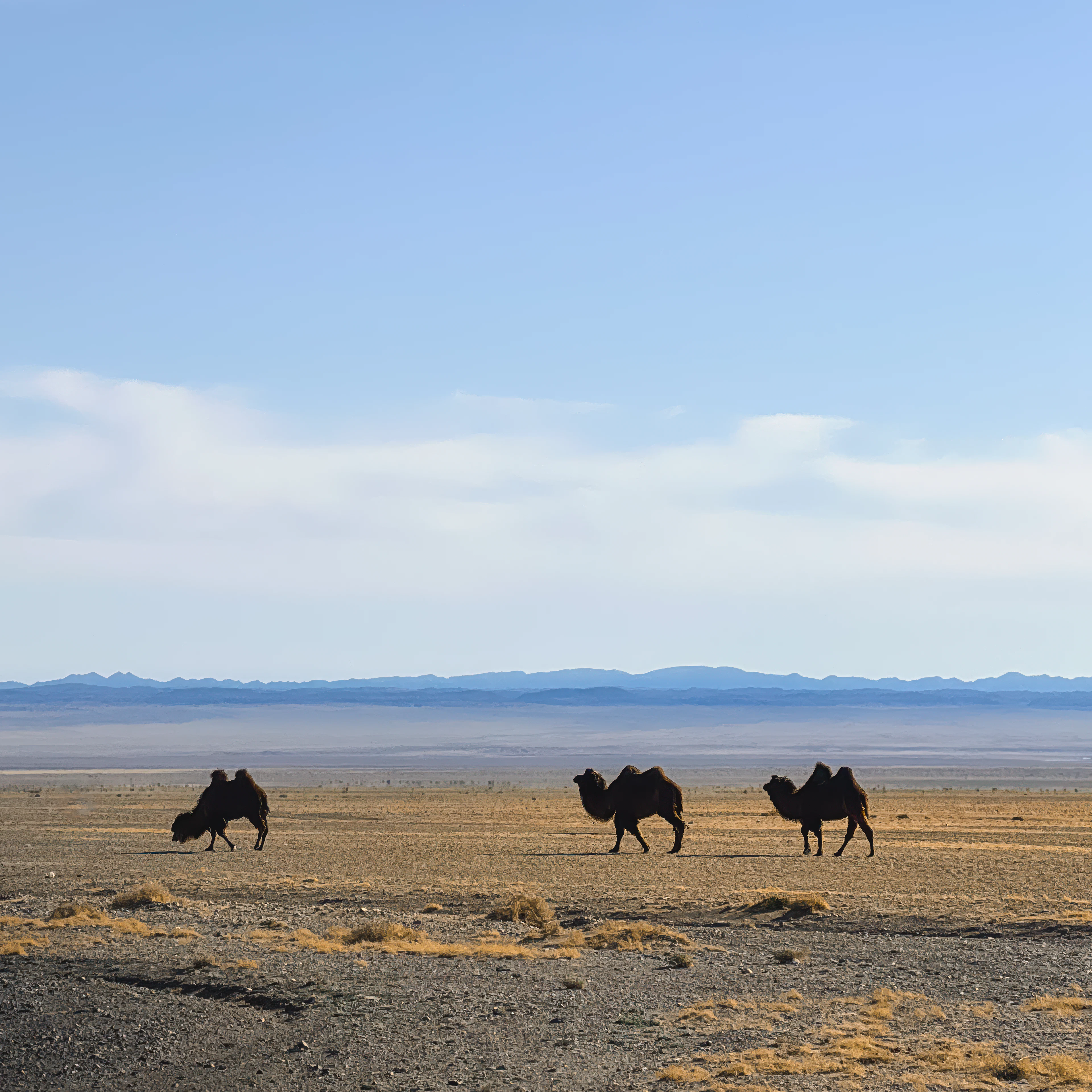 Camels crossing a wide gravel plain