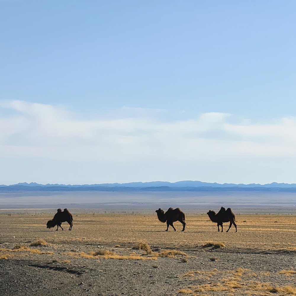 a group of camels running across a desert plain