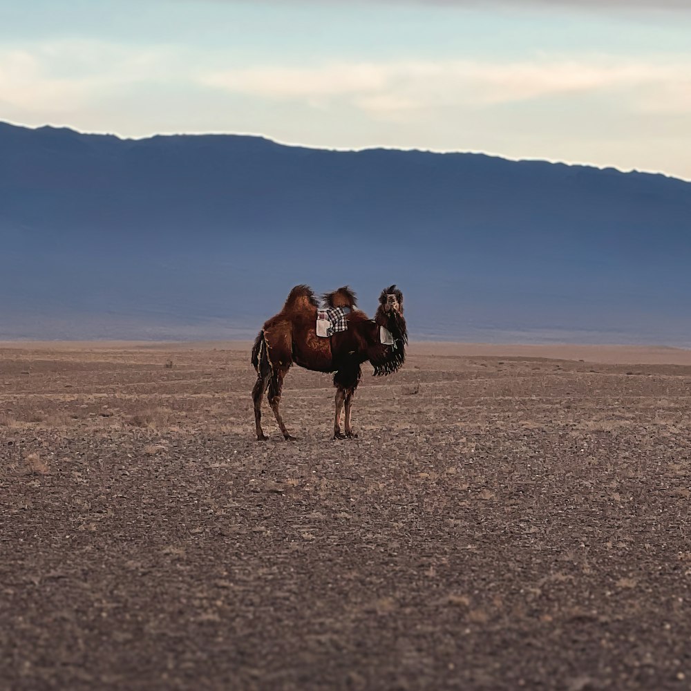 a camel standing in a desert with mountains in the background