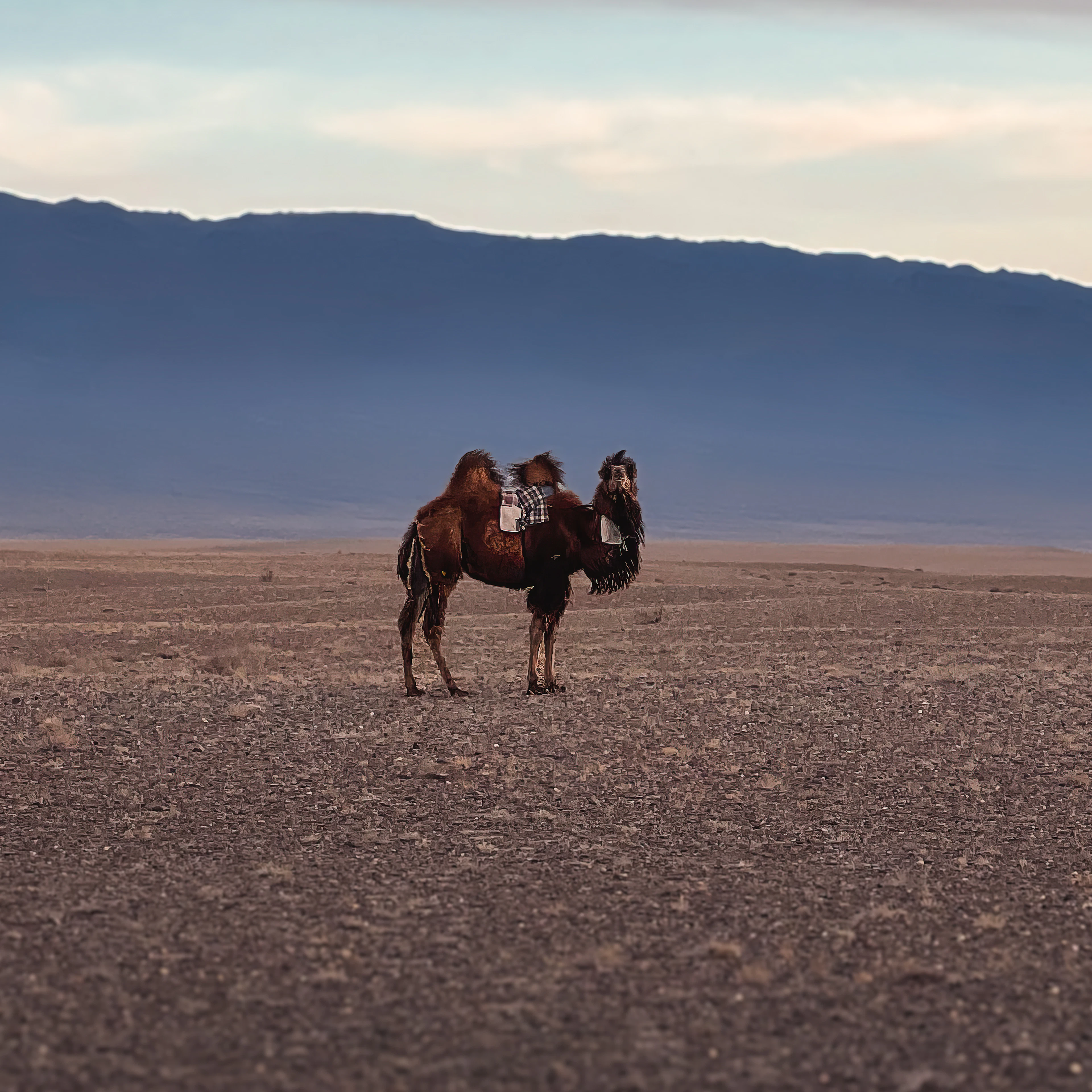 A saddled Bactrian camel standing on the open Gobi