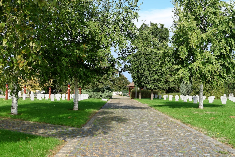 a path through a cemetery lined with trees