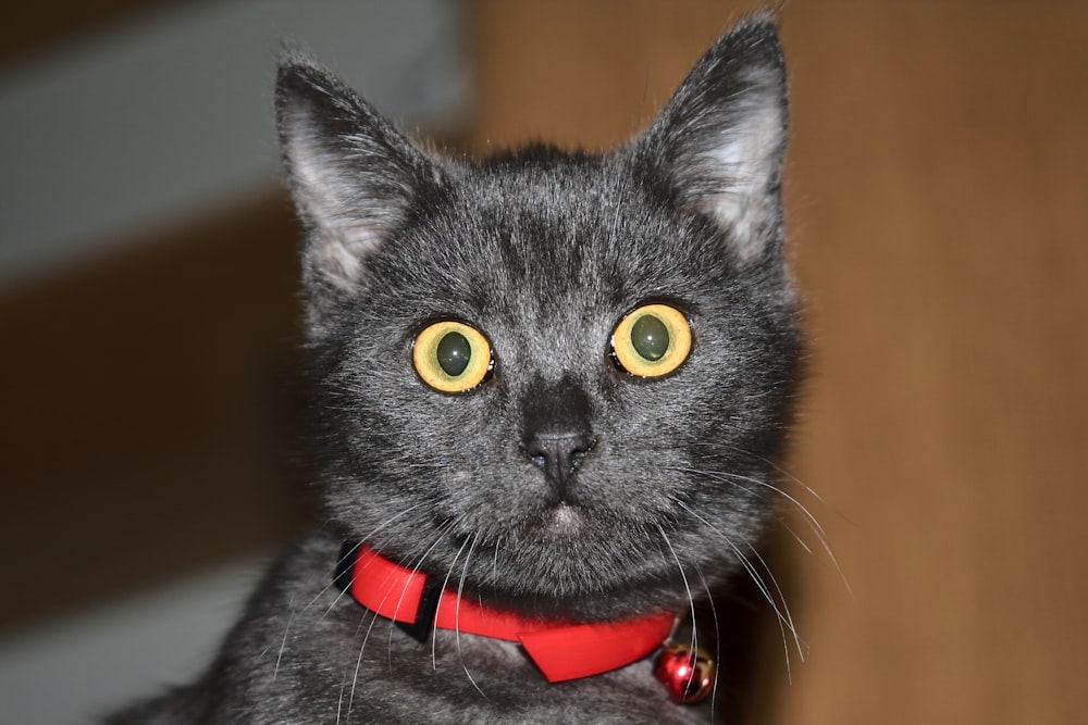 a close up of a cat wearing a red collar