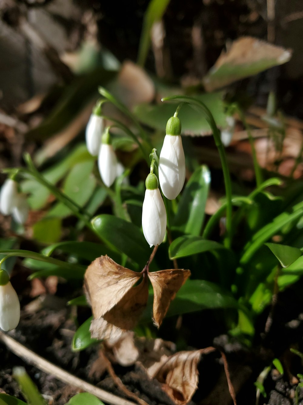 a close up of a plant with white flowers