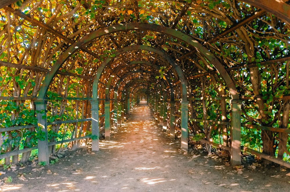 a pathway lined with trees and vines in a park