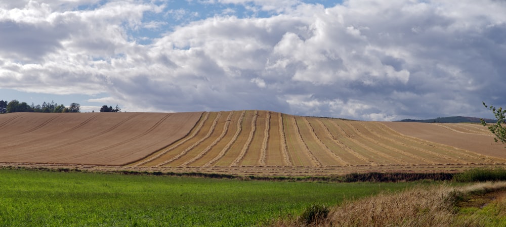 a large field with a tree in the middle of it