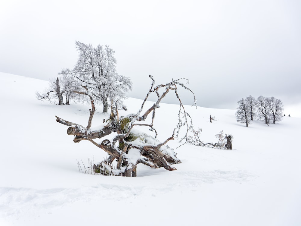 a tree that is standing in the snow