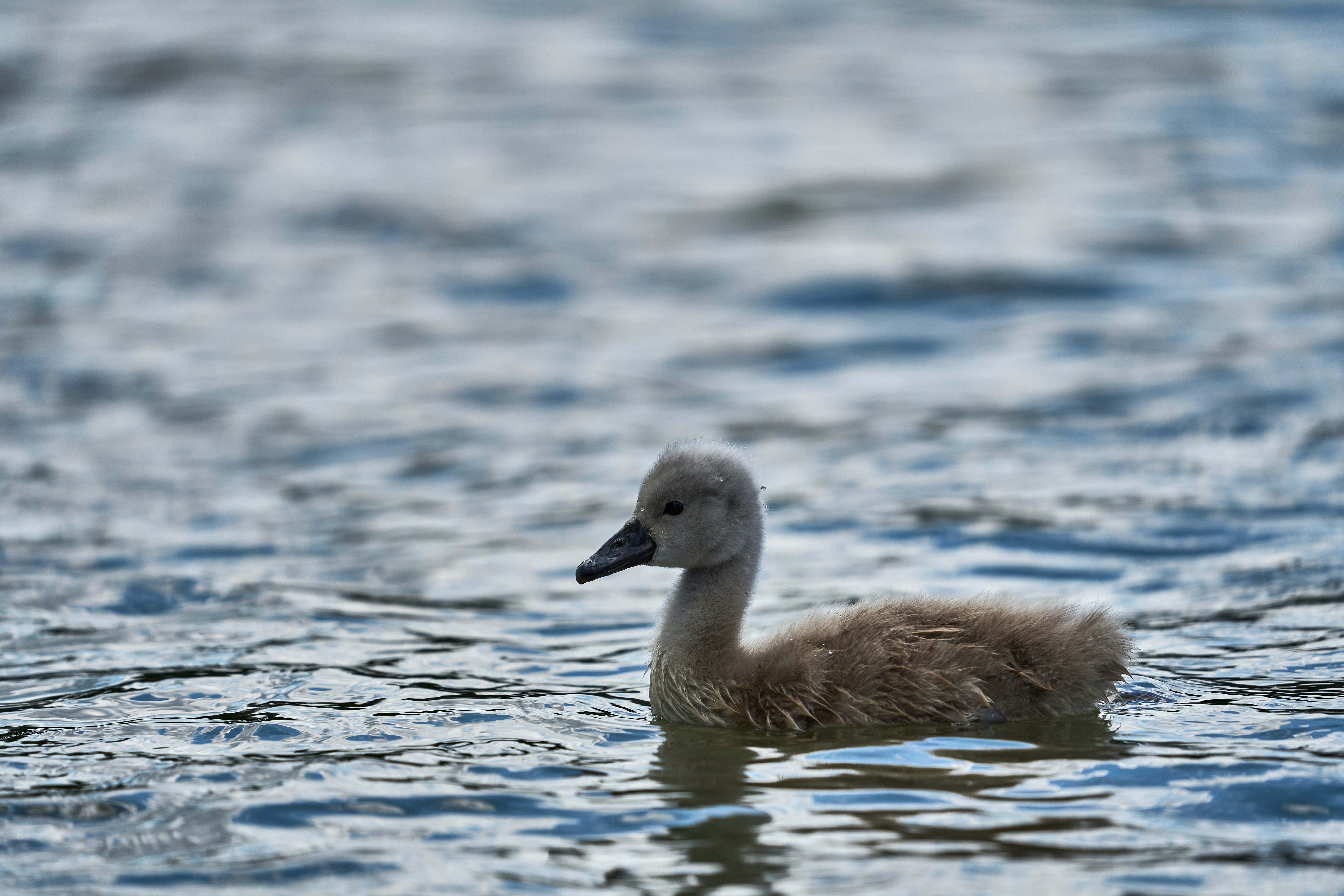 Photo by wolfgang_hasselmann