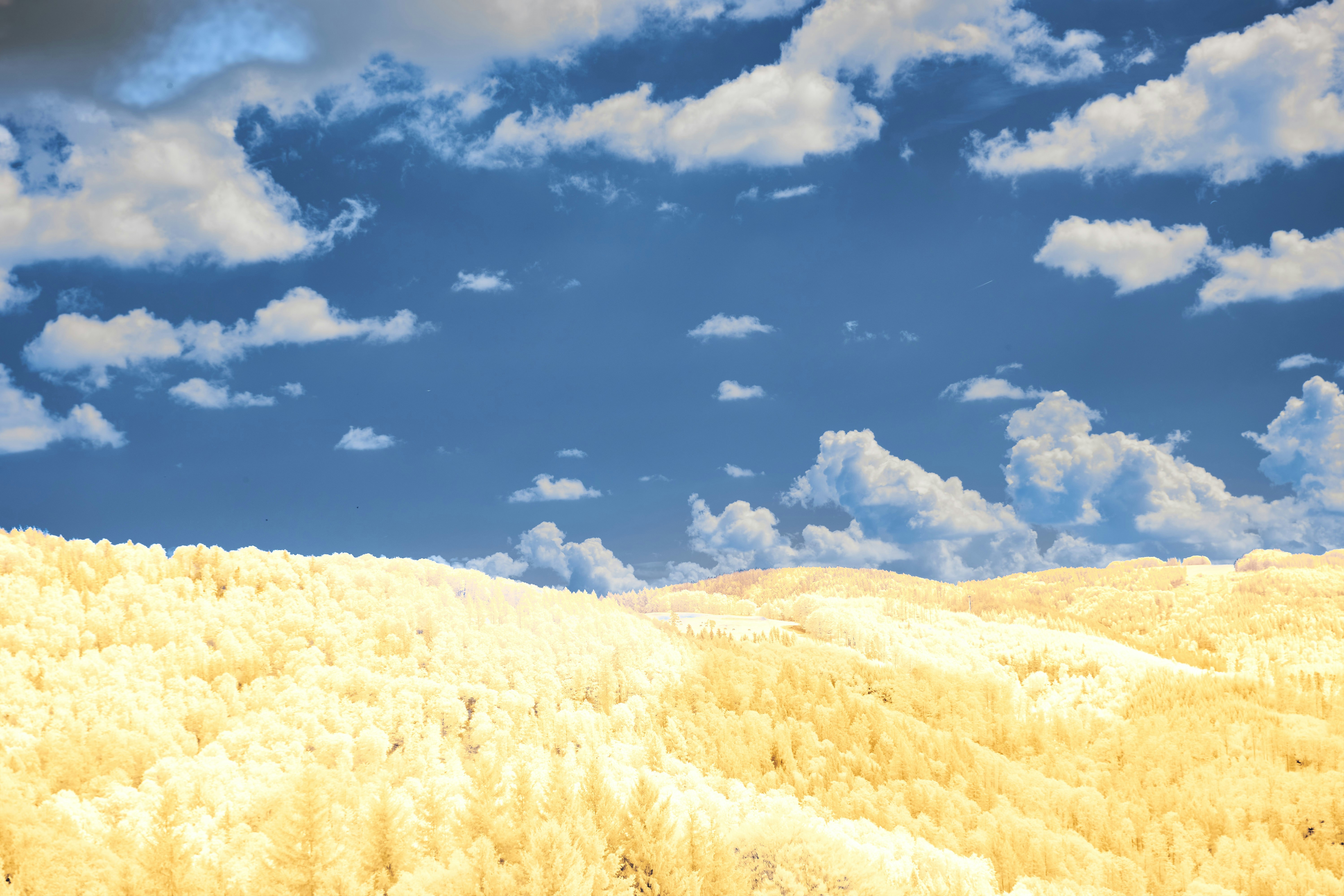 Photo by wolfgang_hasselmann