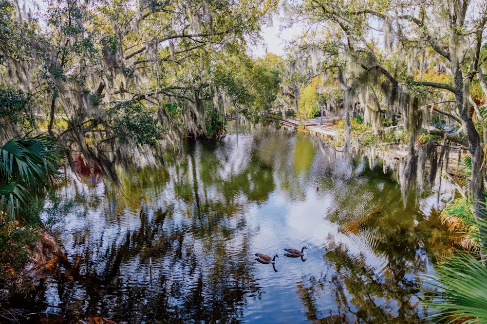 two ducks swimming in a pond surrounded by trees