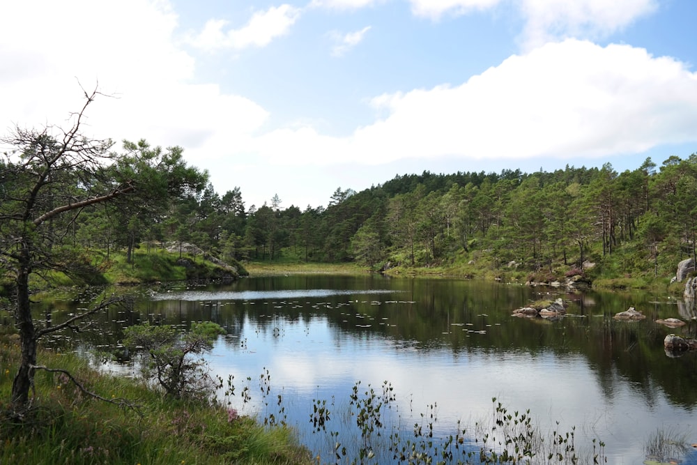 a large body of water surrounded by a forest