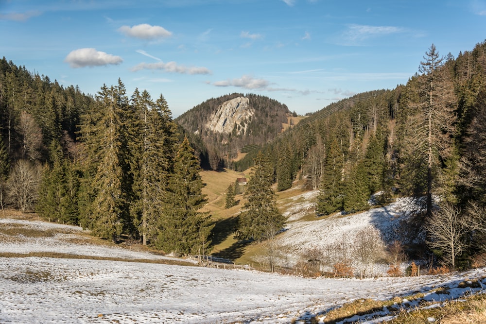 un champ enneigé avec des arbres et une montagne en arrière-plan