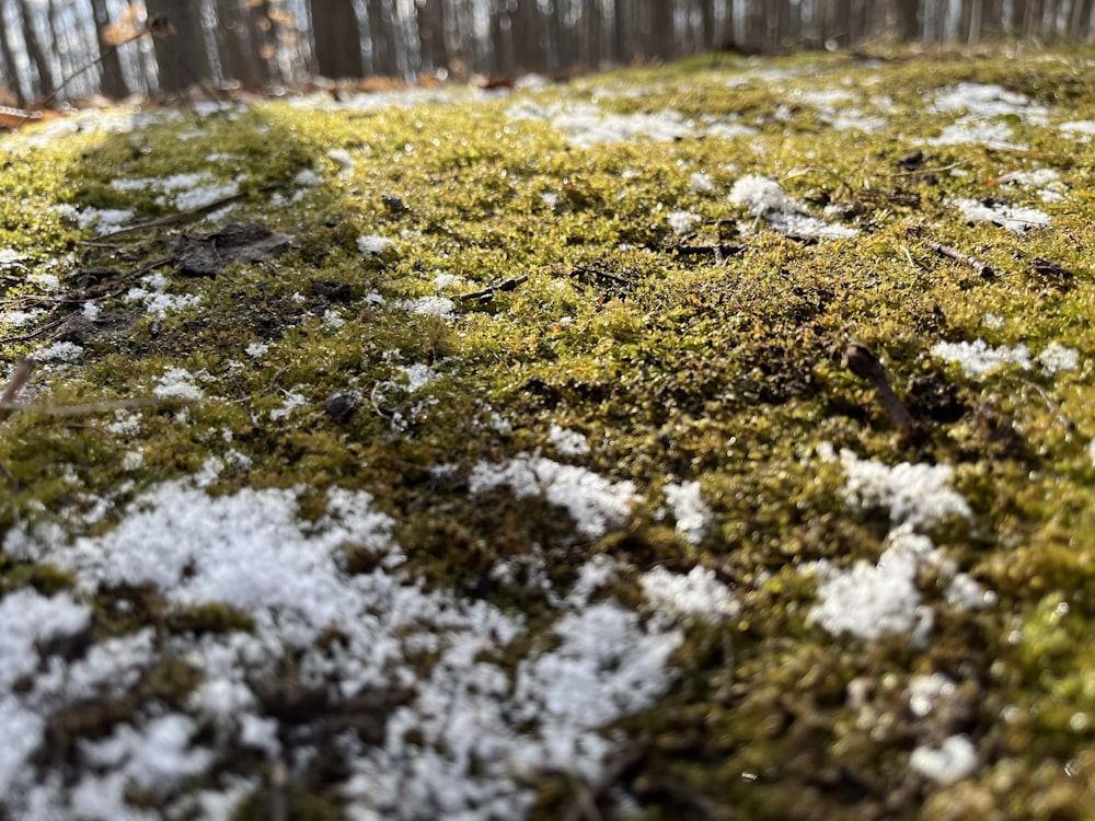 a patch of grass covered in snow next to a forest