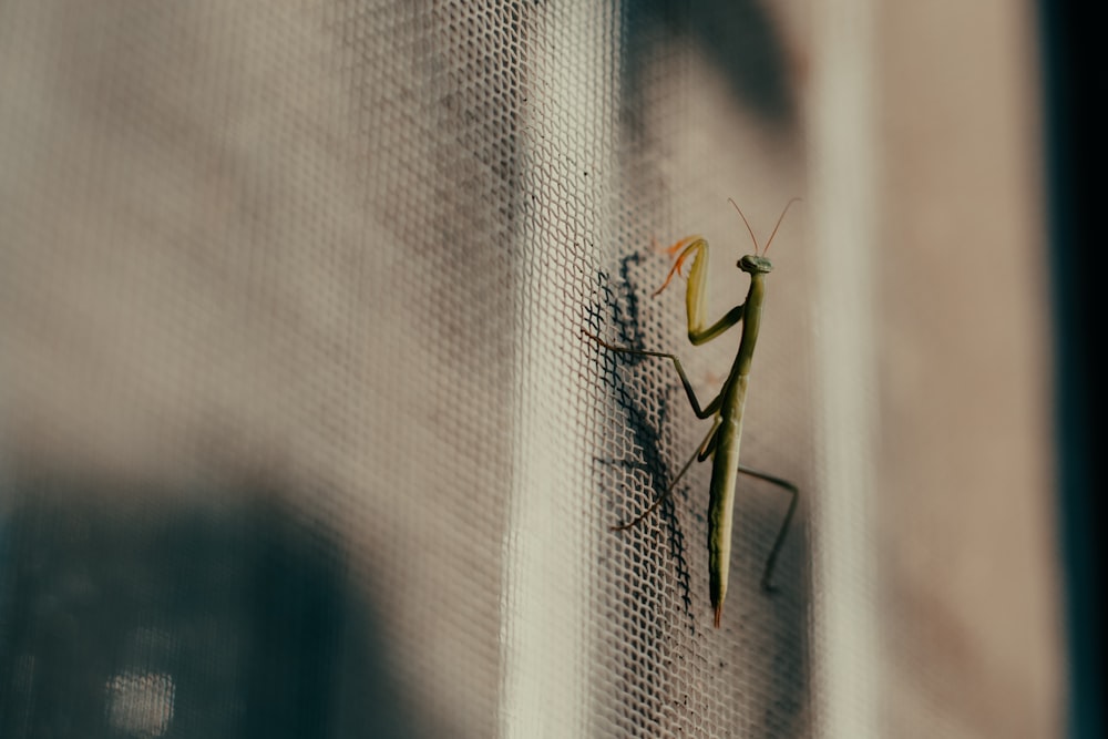 a close up of a grasshopper on a window sill
