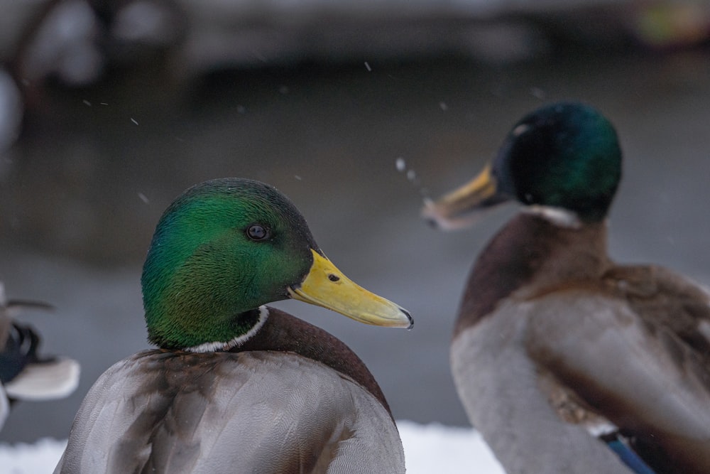 a couple of ducks standing next to each other