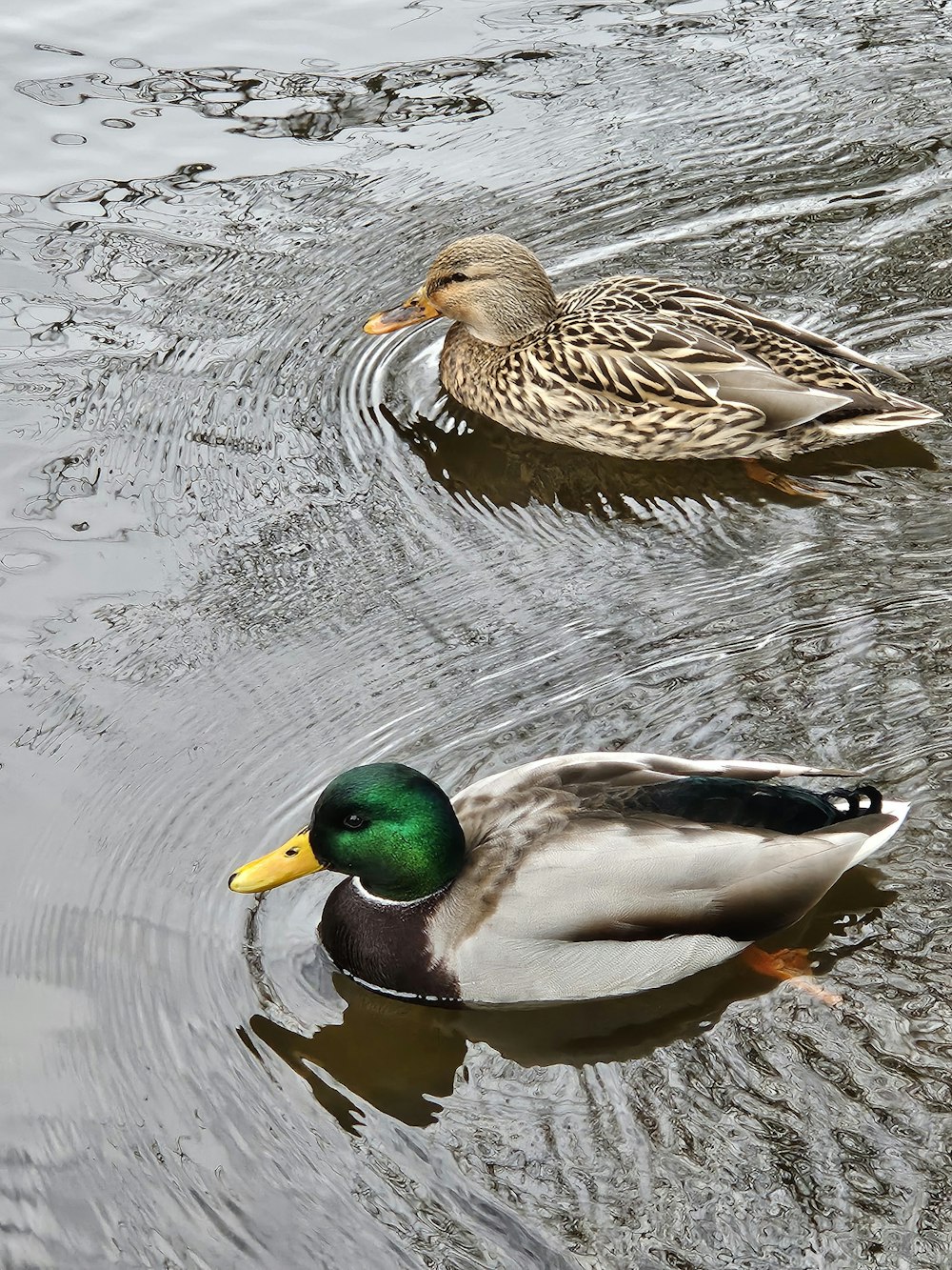 a couple of ducks floating on top of a lake