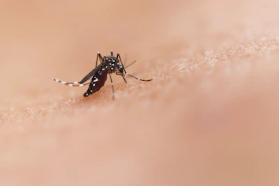 Mosquito control