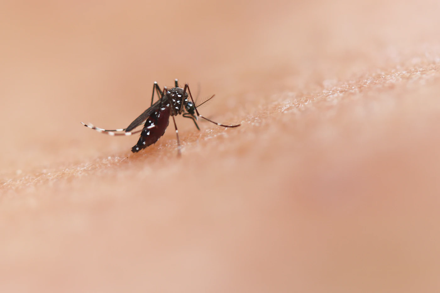 Close-up of a mosquito resting on skin, illustrating the mosquito-borne disease risks covered in this Thailand health guide