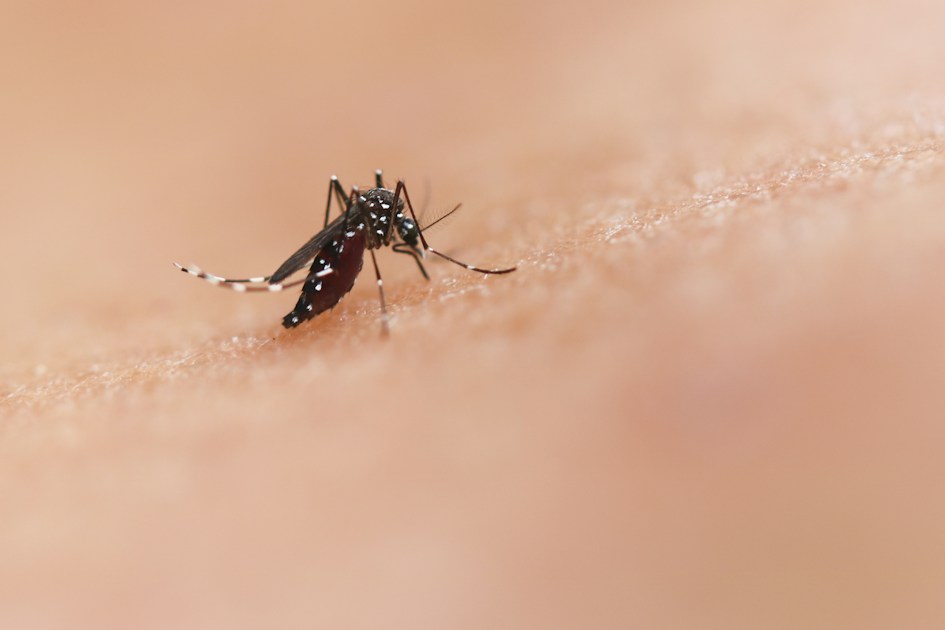 Are there mosquitoes in Rhodes?