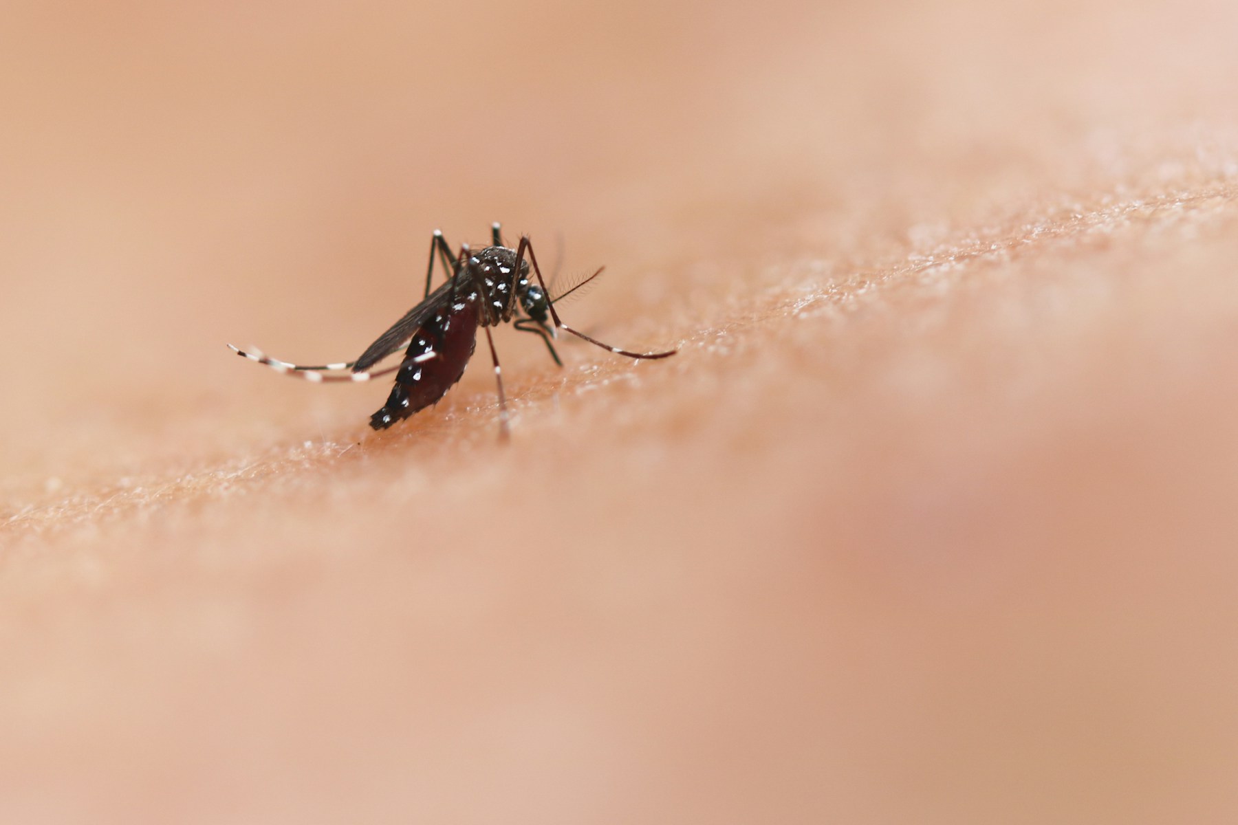 Close-up macro photo of a mosquito biting human skin