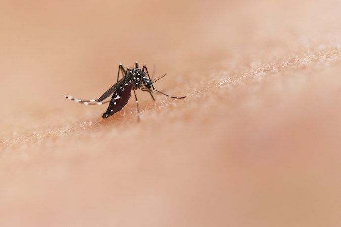 Close-up of a black-and-white striped mosquito standing on bare skin, its legs spread and proboscis down