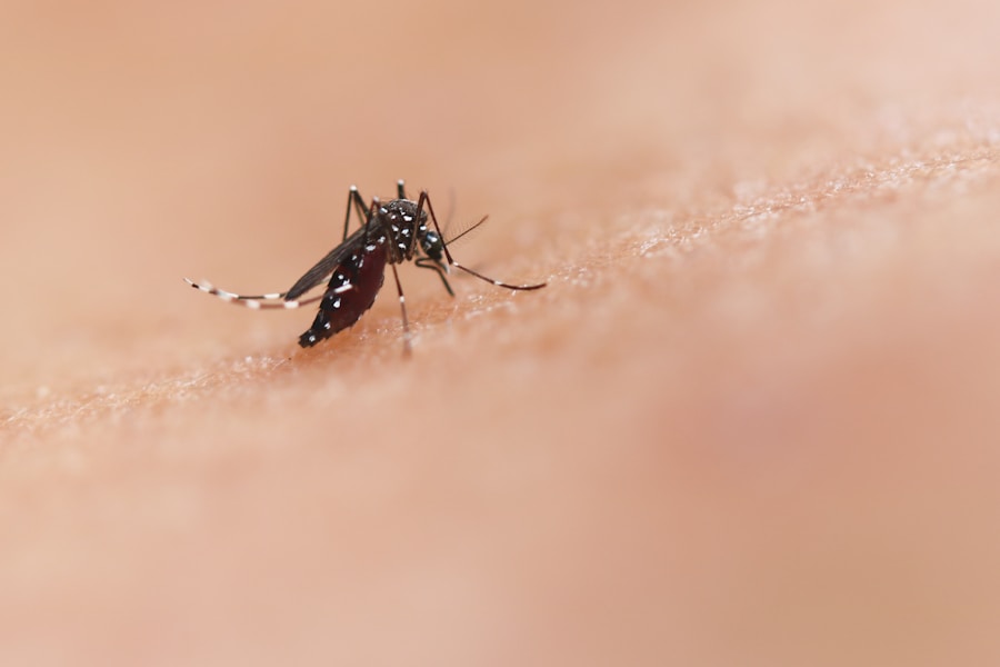 Mosquito biting skin — chikungunya spreads through mosquito bites
