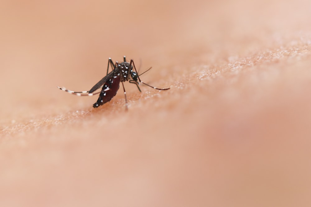 人間の皮膚に付着した蚊の接写