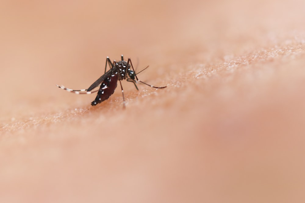 a close up of a mosquito on a human's skin