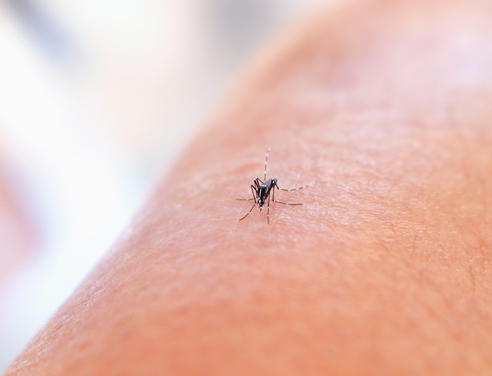 un gros plan d’un moustique sur le bras d’une personne