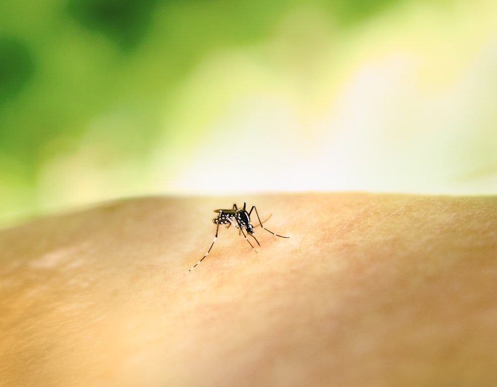 una zanzara che striscia sulla pelle del braccio di qualcuno